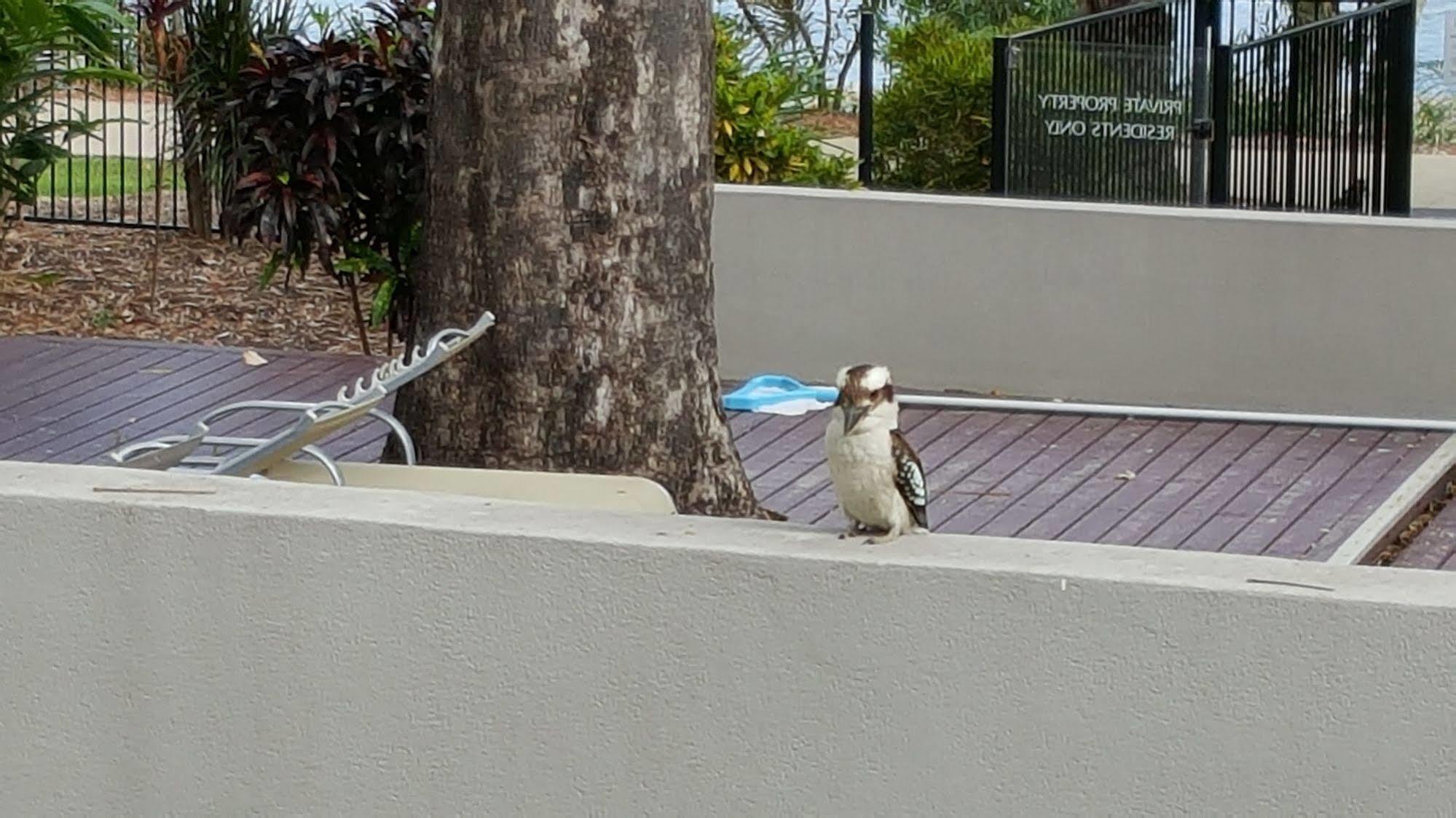 Jacana Apartments Townsville Bagian luar foto